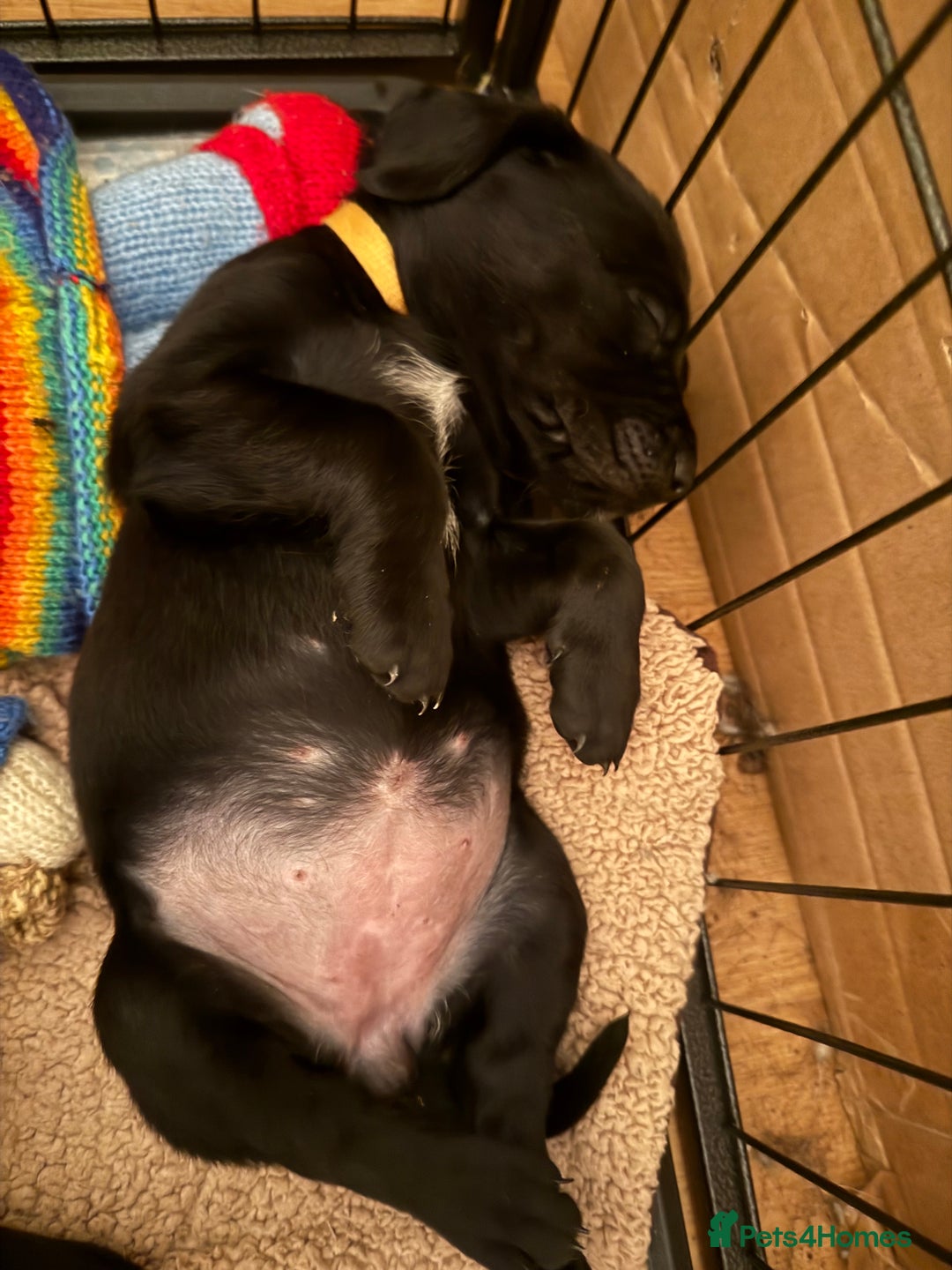 Mixed Breed dogs for sale: Pointerdors ONLY 1 girl left ready now  - Image 16