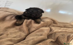 German Shepherd dogs for sale: Beautiful German Shepherd  Puppies For Sale  - Image 15