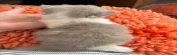 British Longhair cats for sale: British long hair kittens. Champion Sired. GCCF rg - Advert 6
