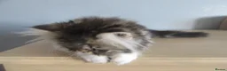 Persian cats for sale: Adorable female Persian kittens - Advert 5