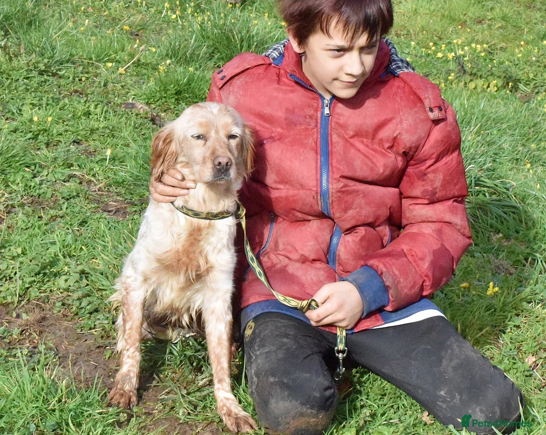 English Setter dogs for adoption: Mendi in Newcastle upon Tyne - Advert 1