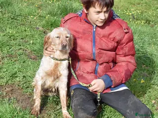 English Setter dogs Mendi in Newcastle upon Tyne - Advert 2