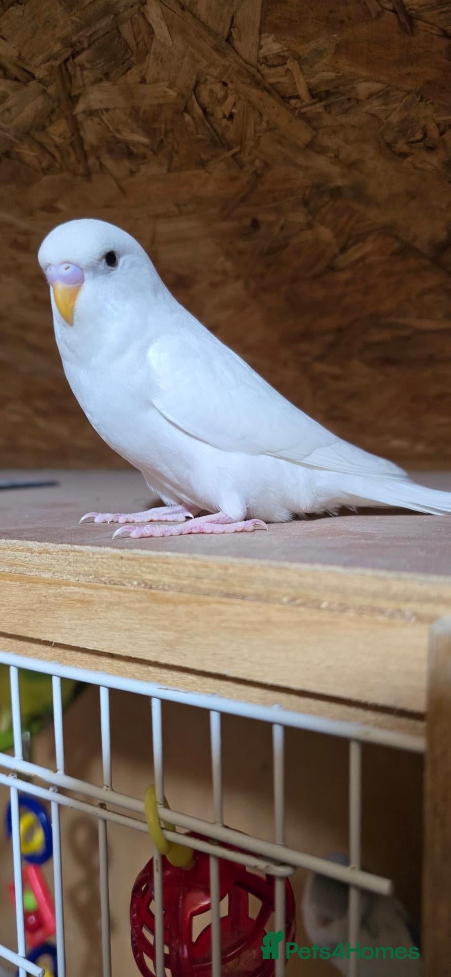 Budgerigars birds for sale: Gorgeous Baby Budgies - Advert 2