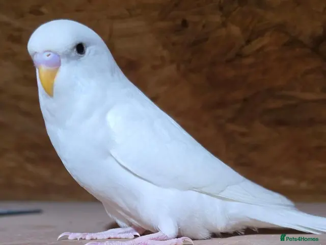 Budgerigars birds for sale: Gorgeous Baby Budgies - Advert 2