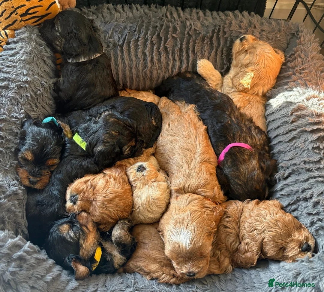 Cavapoo dogs for sale: Gorgeous Cavapoos-Ready for Loving Homes from May - Advert 1