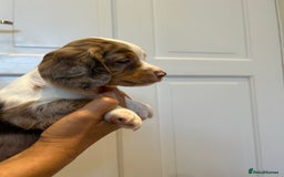 Cocker Spaniel dogs for sale: Super rare and unique show type dna tested Kc reg  - Image 8