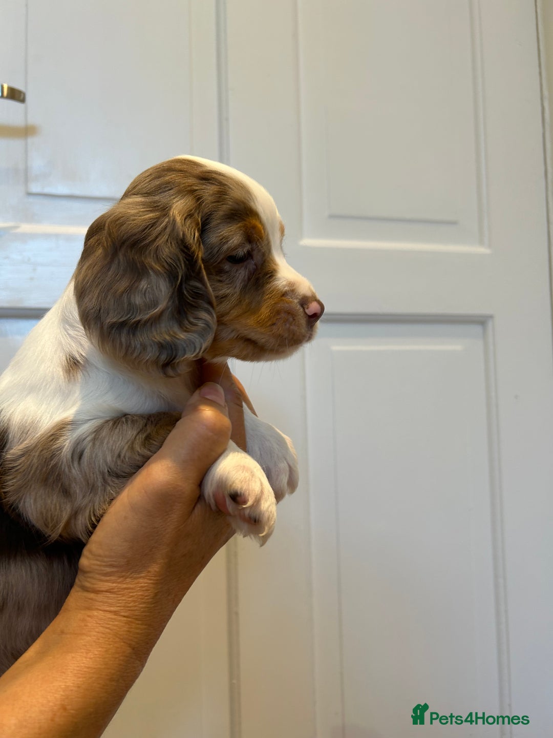 Cocker Spaniel dogs for sale: Super rare and unique show type dna tested Kc reg  - Image 8