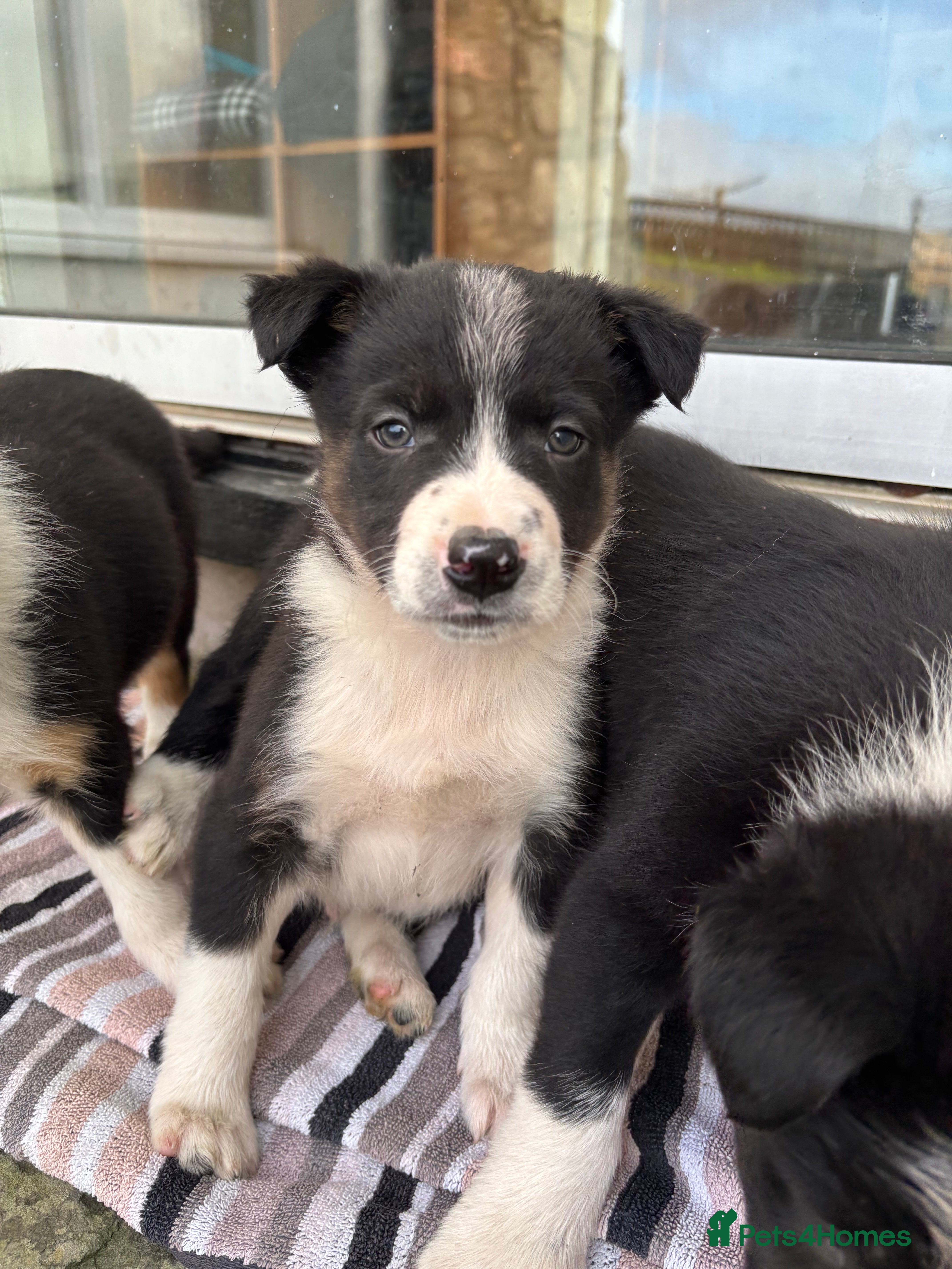 Border Collie dogs Collie puppies - Advert 12