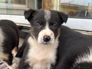 Border Collie dogs Collie puppies - Advert 17