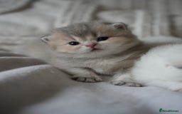 Scottish Fold cats for sale: Scottish fold - Image 19