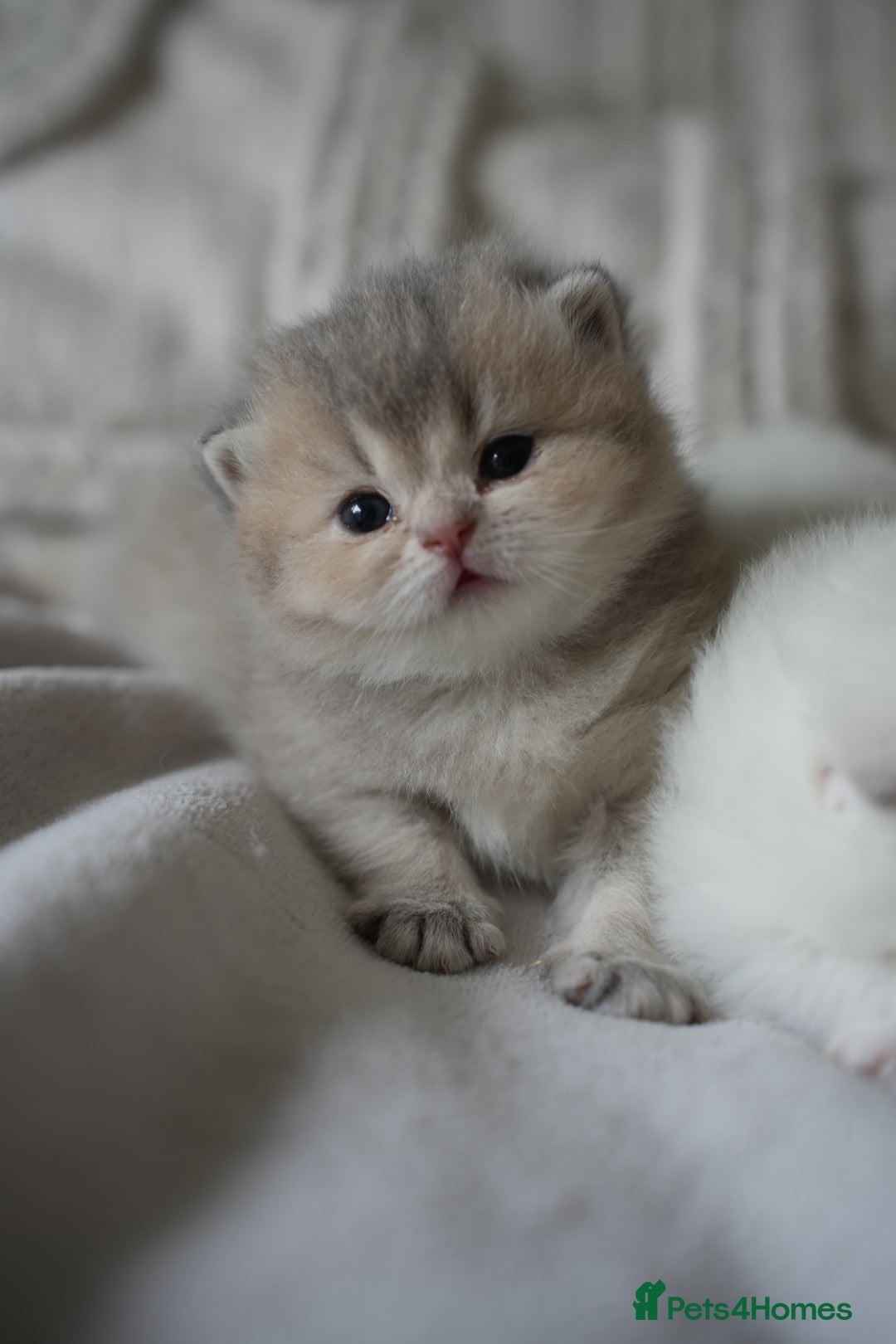 Scottish Fold cats for sale: Scottish fold - Image 19