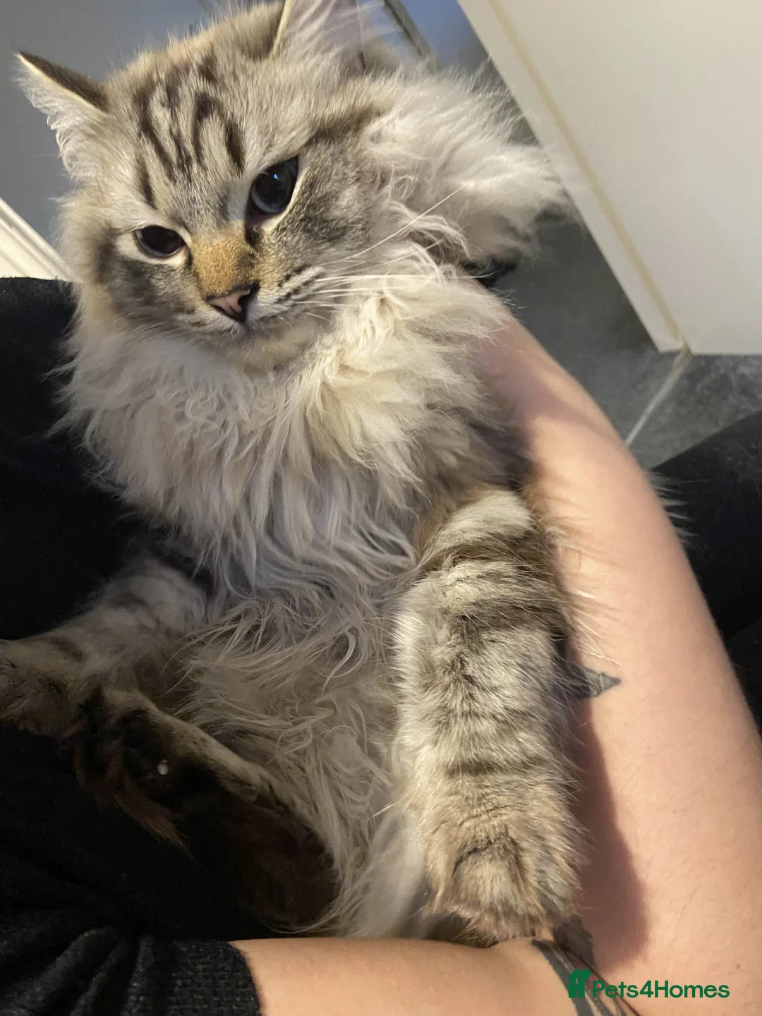 Ragdoll cats for sale: 1 Year Old Ragdoll Boy (+ Equipment) - Advert 2