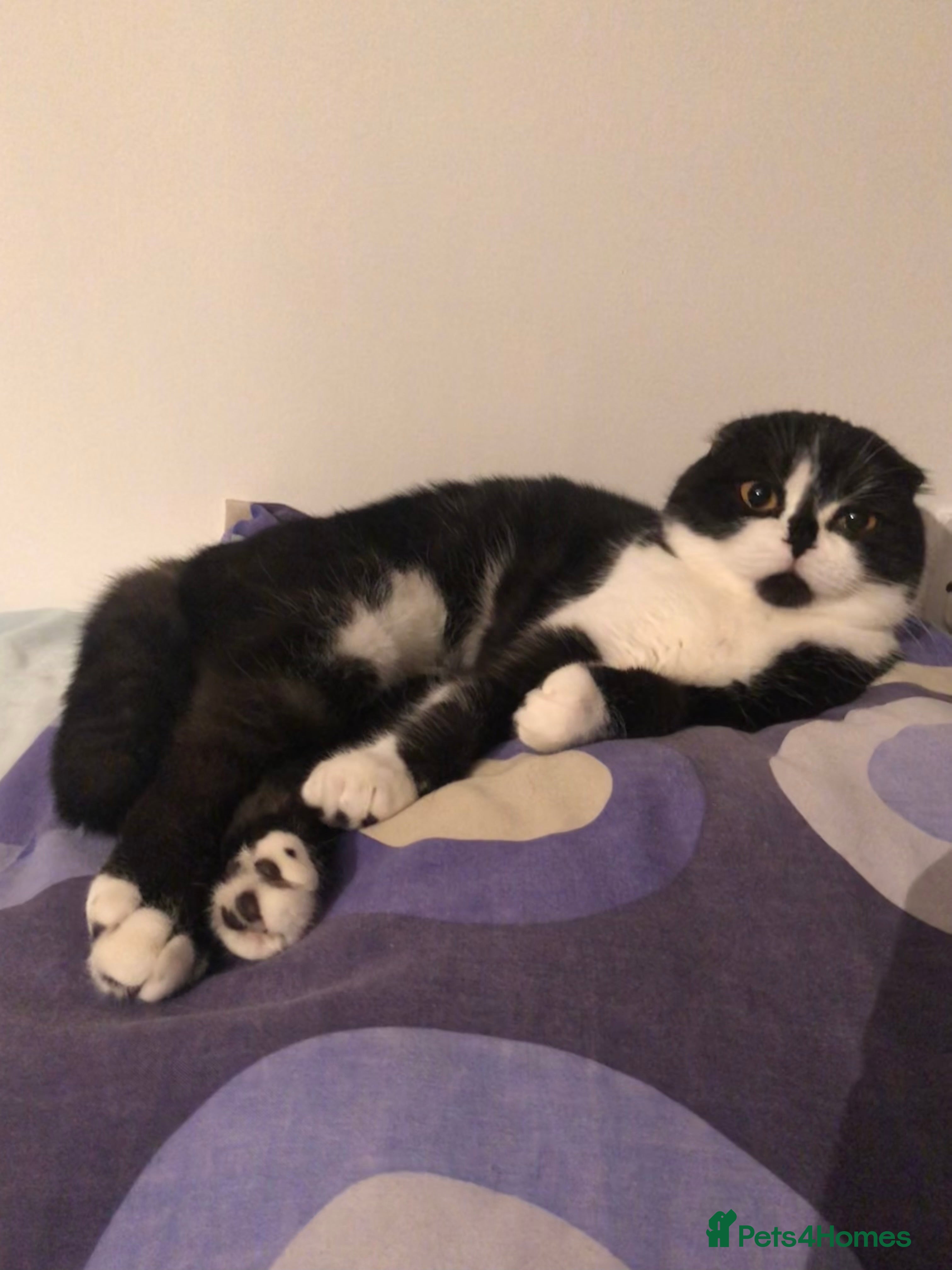 Mixed Breed cats Fold x Maine coon girls - Advert 1