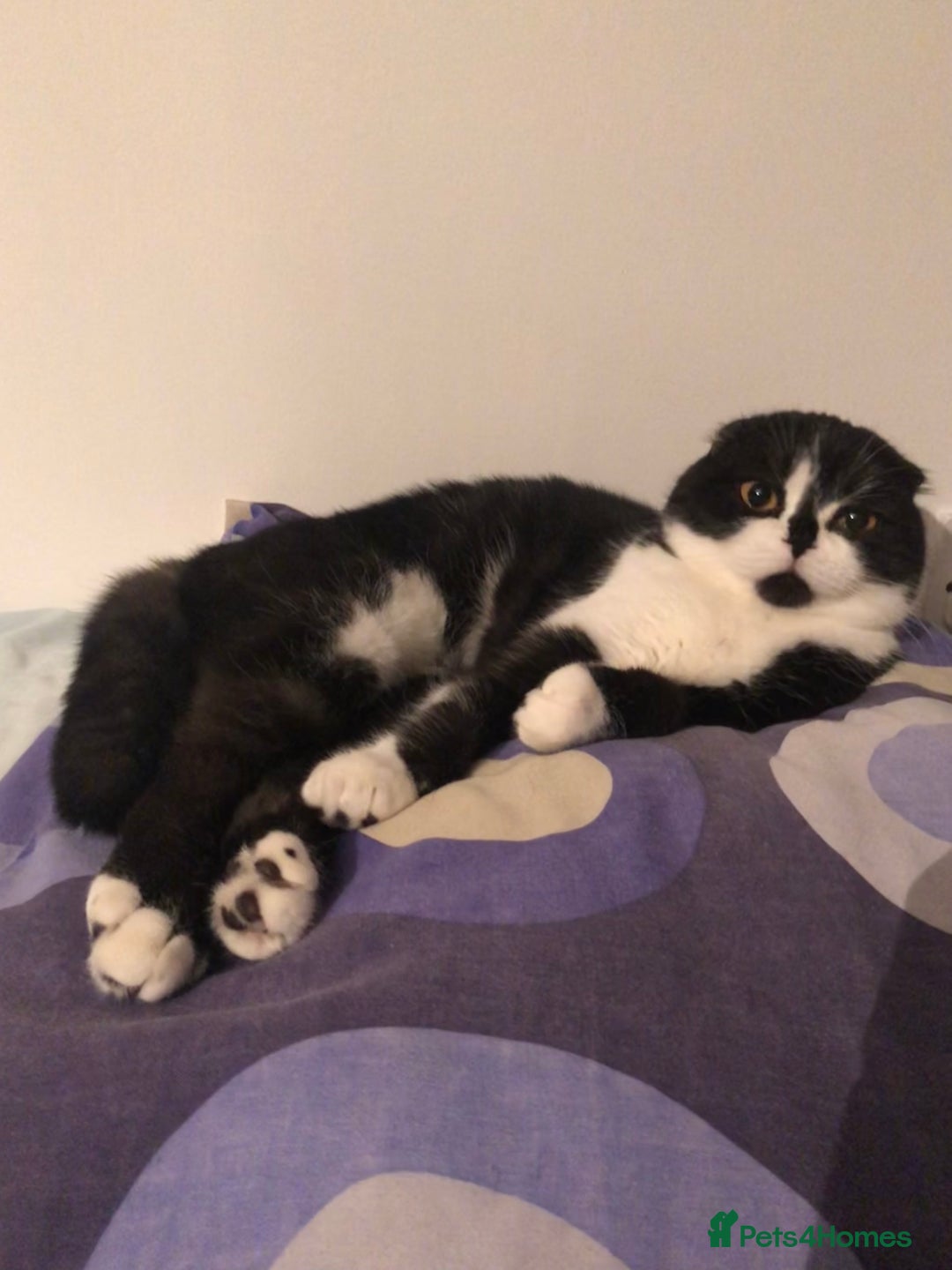 Mixed Breed cats for sale: Fold x Maine coon girls - Advert 1