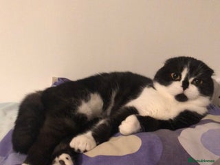 Mixed Breed cats Fold x Maine coon girls - Advert 1