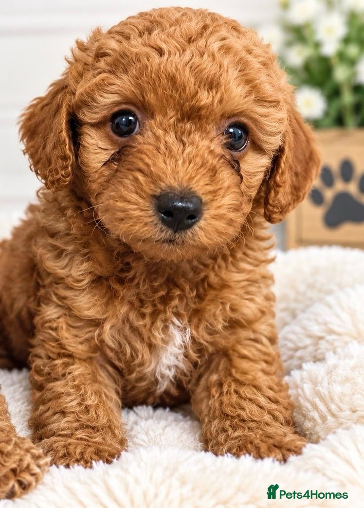 Maltipoo dogs for sale: F1 multipoo toy puppies  - Advert 1