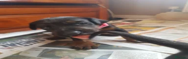 Dobermann Puppy 8