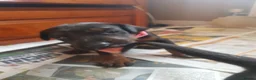 Dobermann dogs for sale: Adorable Doberman puppies  - Advert 35
