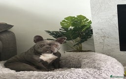 French Bulldog dogs for sale: Blue frenchie girl  - Image 6