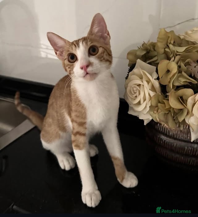 Arabian Mau cats Sweetest Snuggly Little Orange Prince - Advert 1