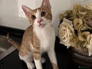 Arabian Mau cats Sweetest Snuggly Little Street Prince - Advert 1