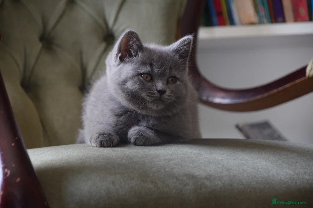 British Shorthair cats for sale: British Blue Shorthair kittens, 2 girls! - Advert 1