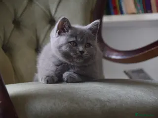 British Shorthair cats British Blue Shorthair kittens, 2 girls! - Advert 1