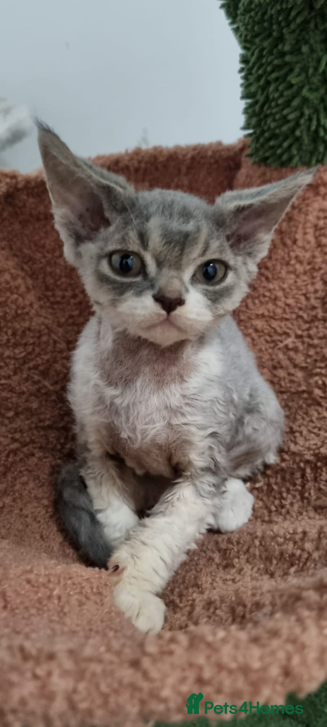 Devon Rex cats for sale: Three lovely brothers and sister - Advert 12