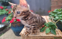 Bengal cats for sale: Stunning pure Bengal Kittens - Image 16