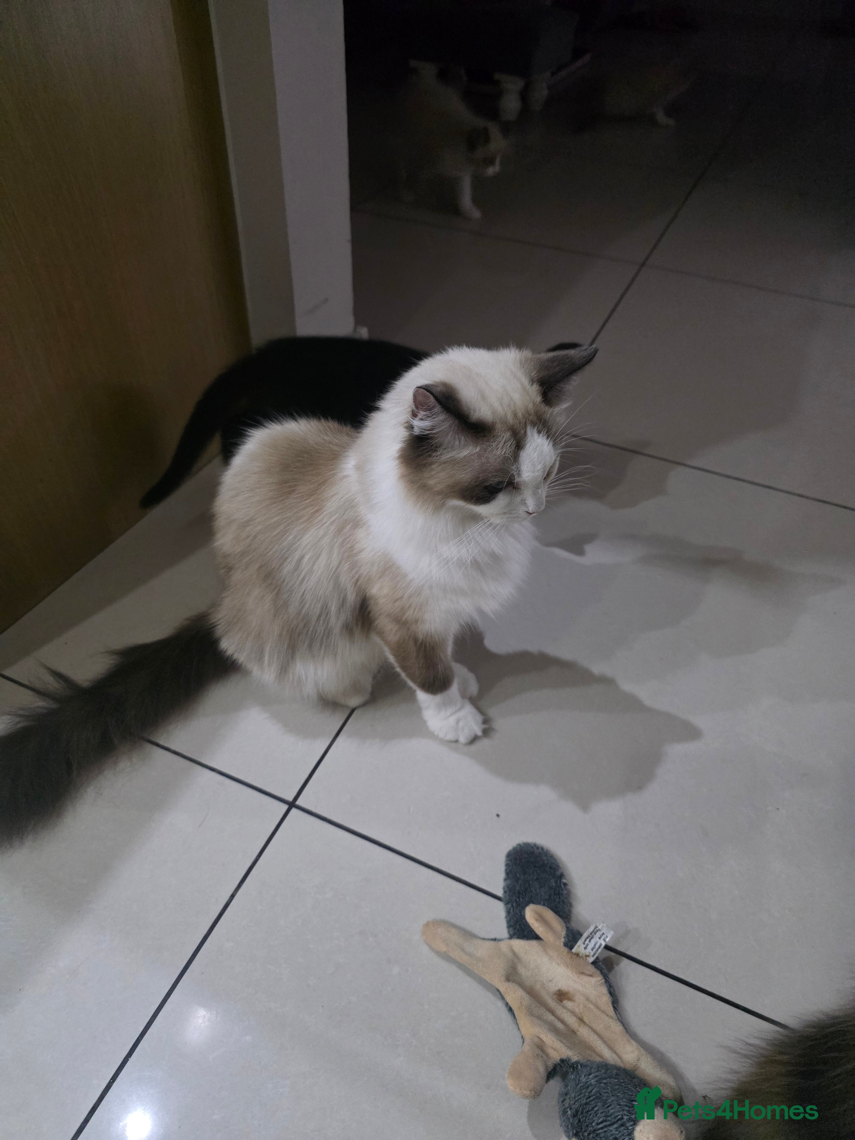 Mixed Breed cats Ragdoll mix - Advert 1