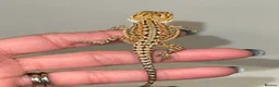Bearded Dragon reptiles for sale: Baby Bearded Dragons For Sale! - Advert 7