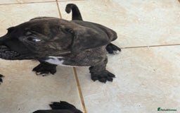 Cane Corso dogs for sale: Cane corso pups  - Image 10