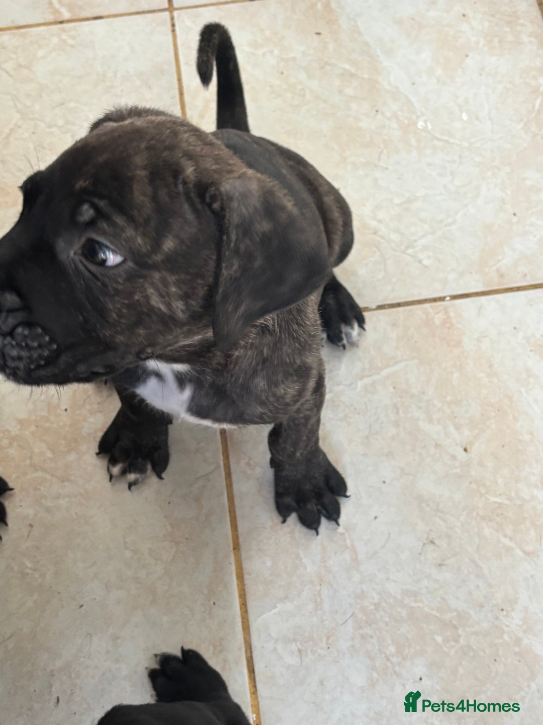 Cane Corso dogs for sale: Cane corso pups  - Image 10