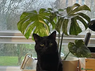 British Shorthair cats Male Black Cat - Calm & affectionate - Advert 1