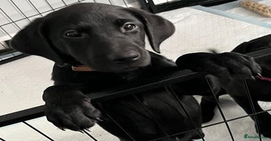 Labrador Retriever dogs - Advert 3