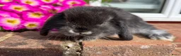 Mini Lop rabbits for sale: 6 mini lop babies RTL 10th September - Advert 10