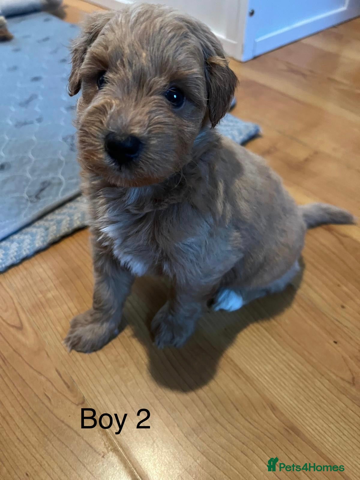 Schnoodle dogs Gorgeous American Toy Schnoodle Puppies For Sale - Advert 1
