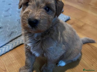 Schnoodle dogs Gorgeous American Toy Schnoodle Puppies For Sale - Advert 2