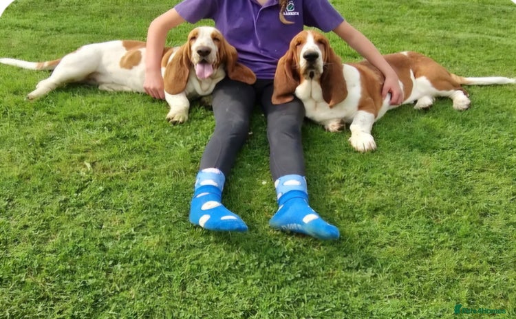 Basset Hound dogs - Advert 1