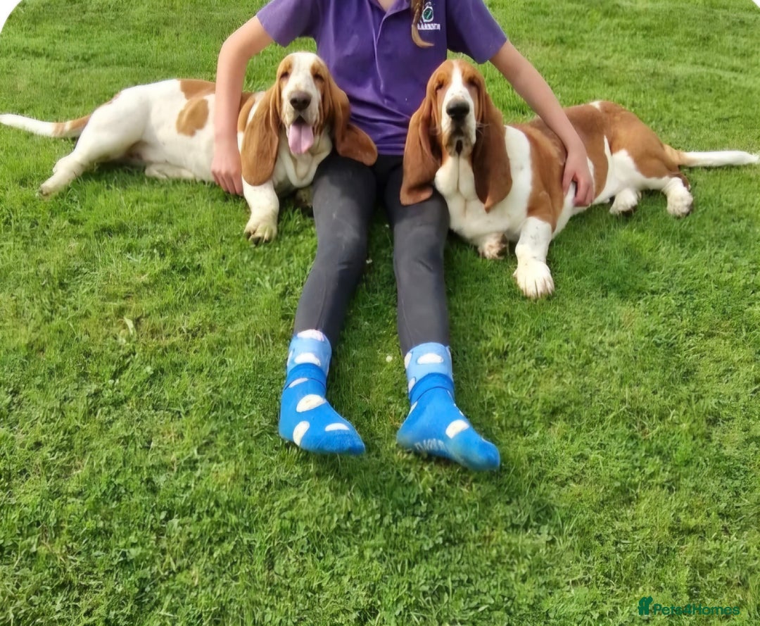 Basset Hound dogs for sale: KC BASSET HOUND PUPPIES, HEALTH TESTED PARENTS  - Image 1