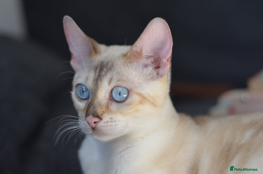 Bengal cats for stud: ***WANTED STUD***F1 Bengal stud needed - Image 1
