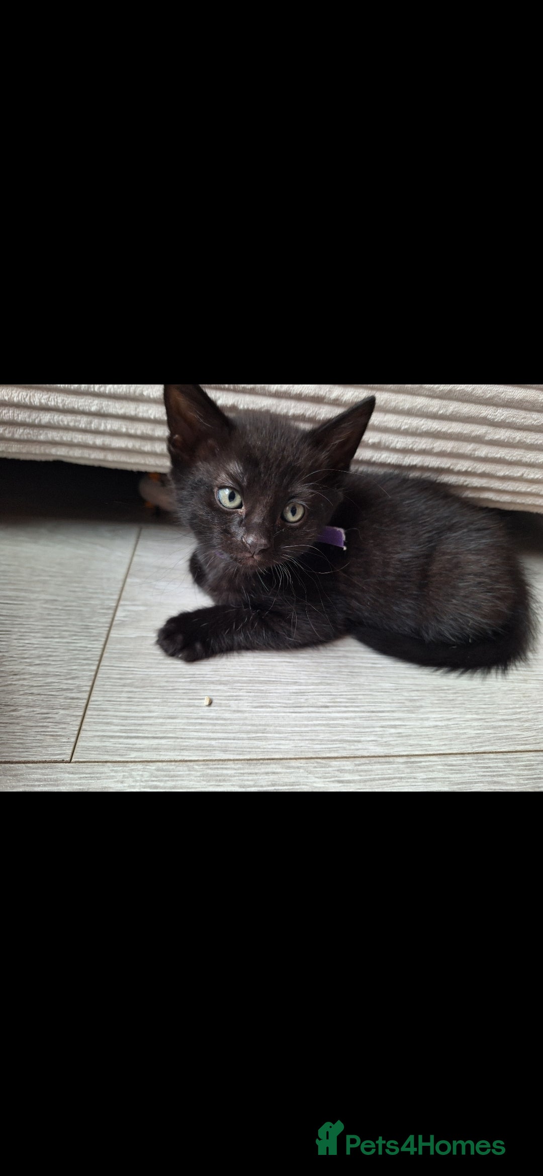 British Shorthair cats for sale: x2 black kittens - Image 6