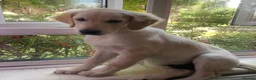 Golden Retriever dogs for sale: Two half year old male golden retriever  in Worthing - Advert 8
