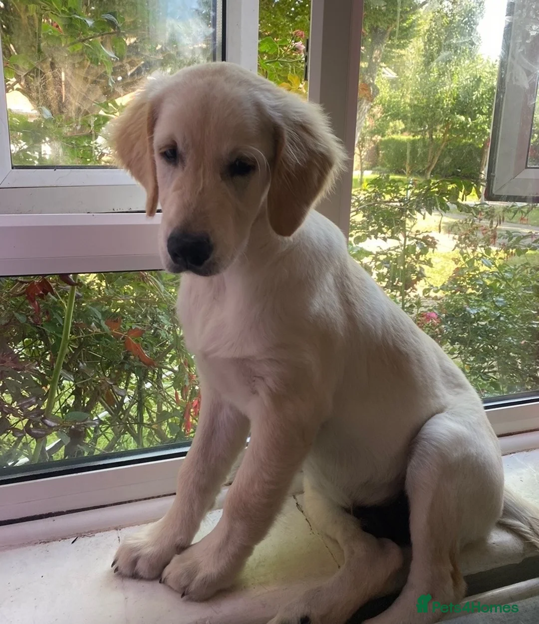 Golden Retriever dogs for sale: Two half year old male golden retriever  in Worthing - Advert 8