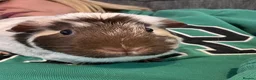 Guinea Pig rodents for sale: Bonded female guinea pigs - Advert 5