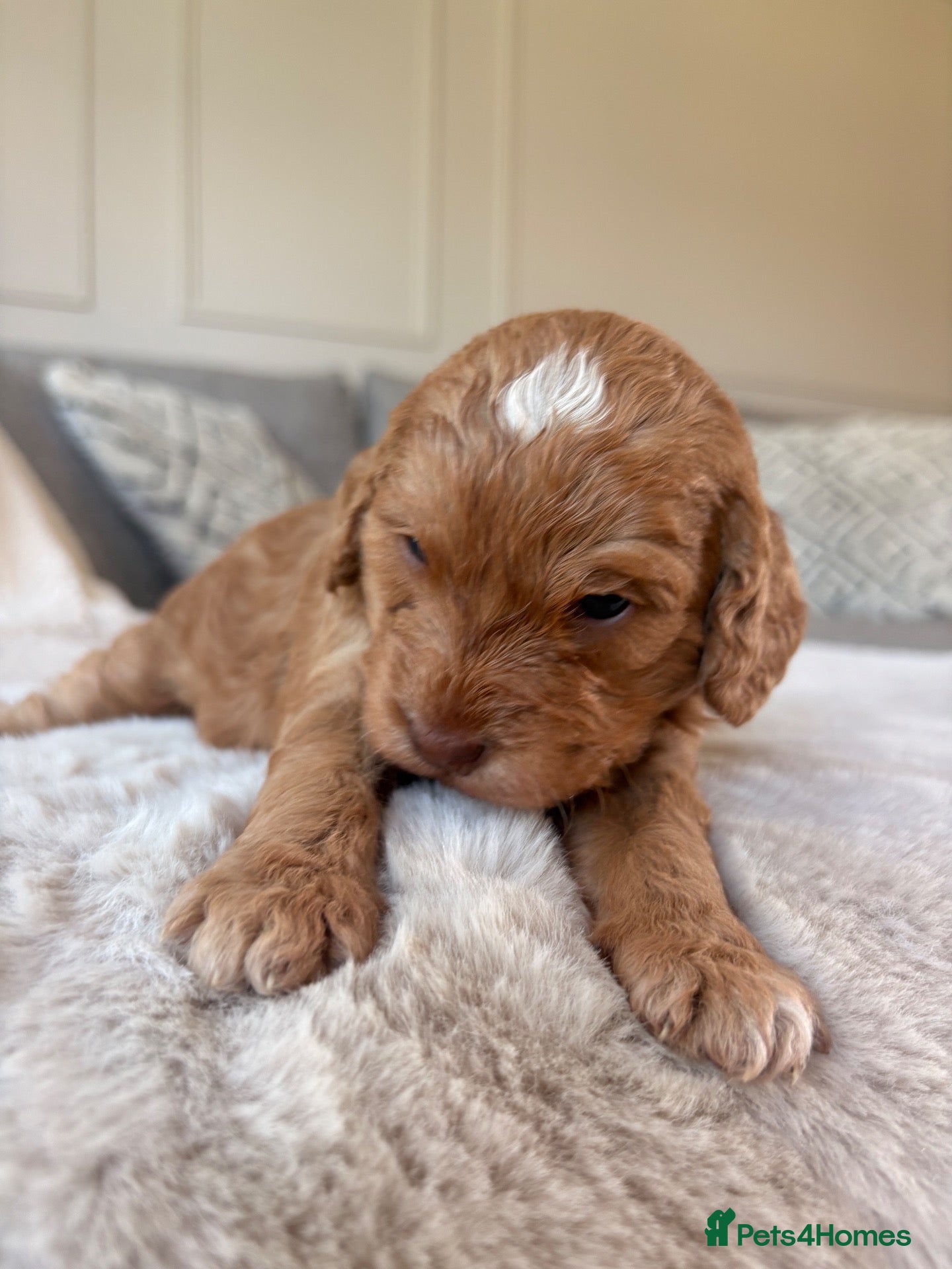 Cockapoo dogs Newborn F1 Toy show Cockapoo pups DNA tests - Advert 2