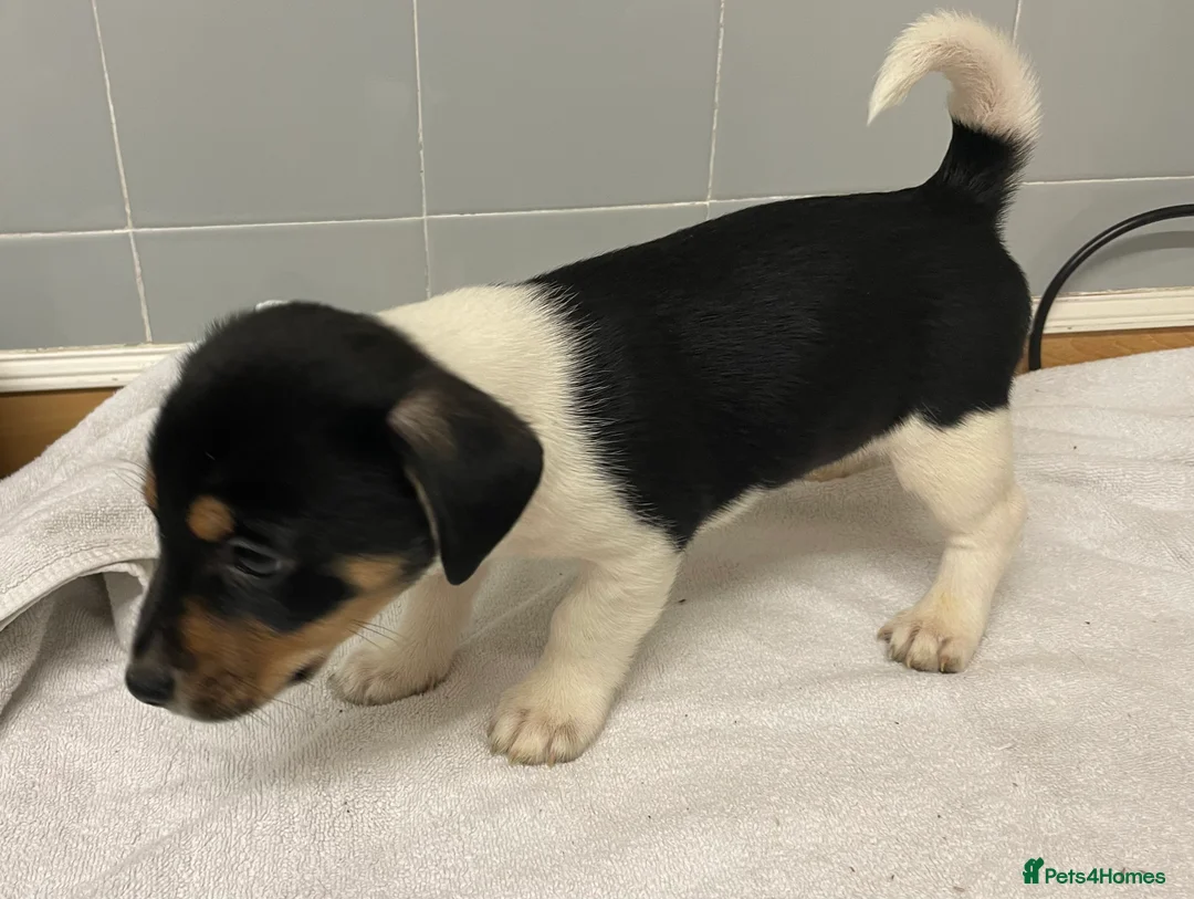 Jack Russell dogs for sale: Beautiful Jack Russell puppies  - Advert 4