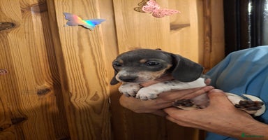 Dachshund dogs - Advert 15