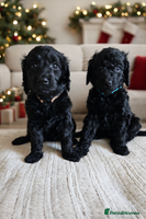 Goldendoodle dogs Gorgeous Healthy Goldendoodle Puppies - Advert 5