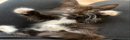 Mixed Breed cats for sale: Beautiful Maine coone X Siberian babies for sale - Advert 10